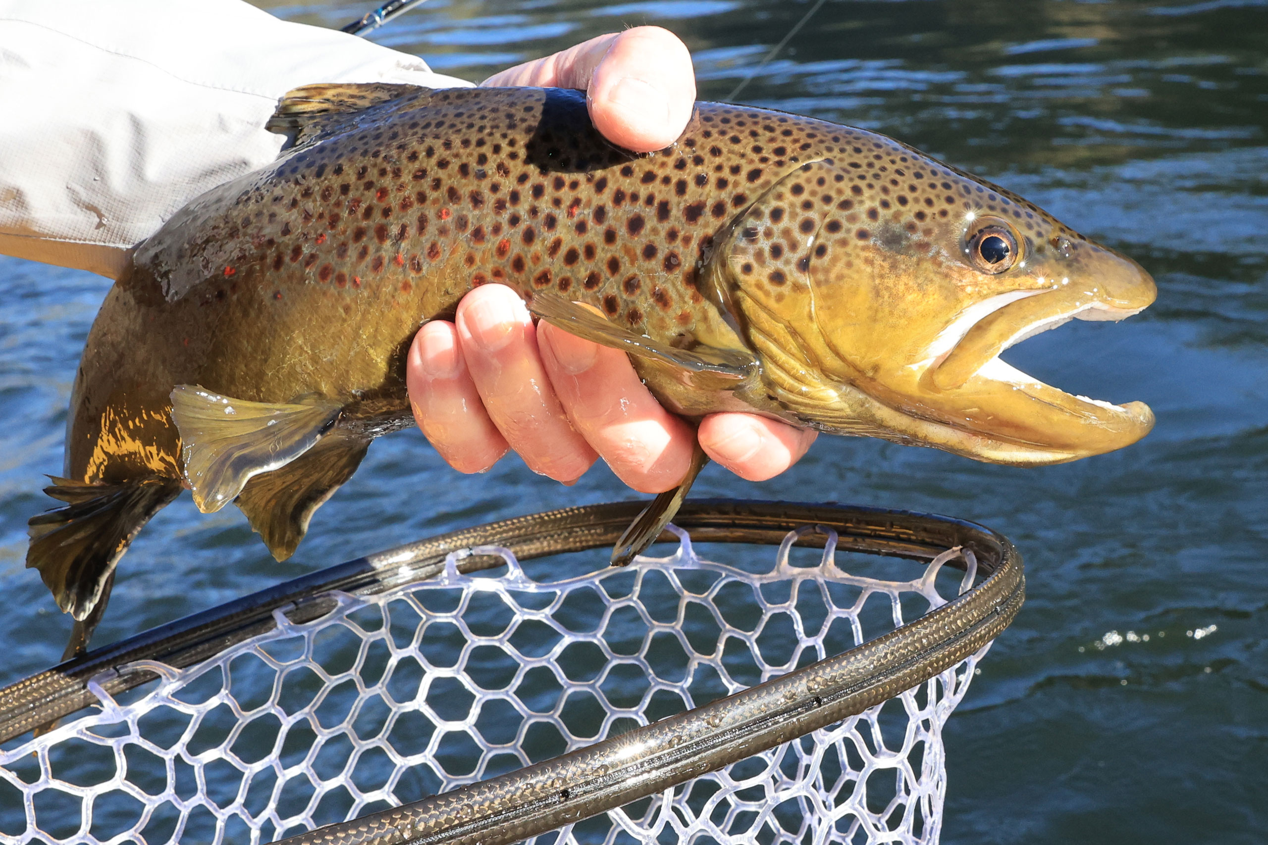 Post Spawn Brown Trout on The South Fork American River, CA